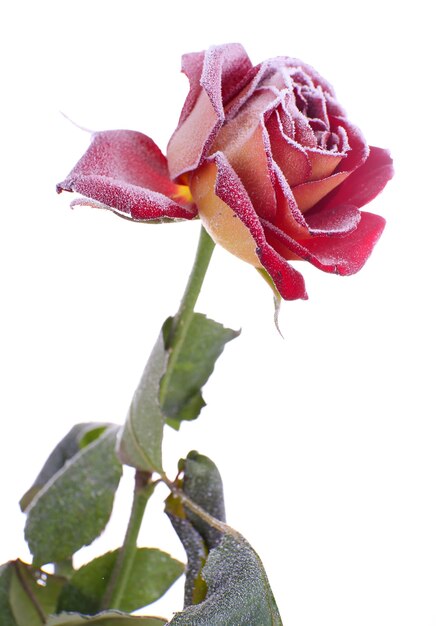 Rose recouverte de givre isolé sur blanc