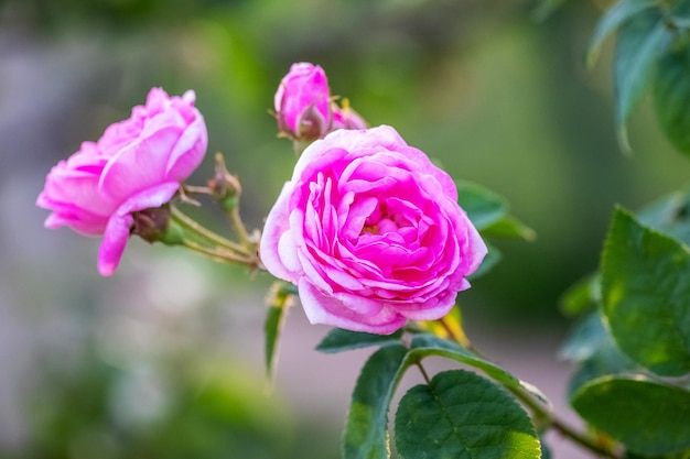 Rose rose anglaise Austin sur un buisson sur un fond flou