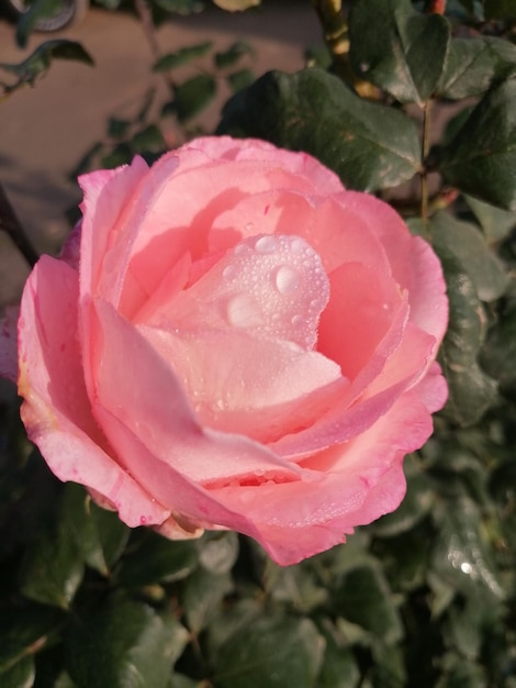 Photo une rose rose avec de belles gouttes de rosée