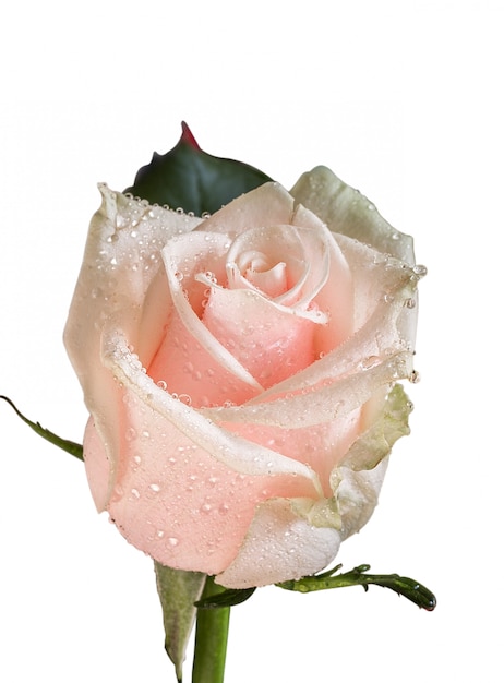 Rose rose sur un blanc