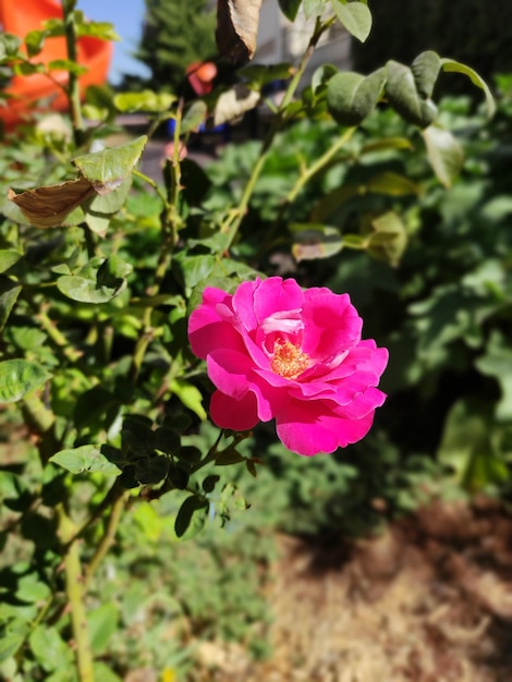 Photo une rose rose avec le centre jaune est à l'arrière-plan