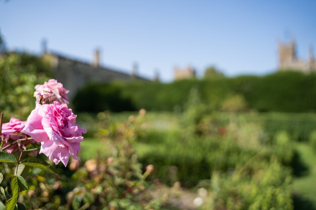 Rose rose avec un château et un jardin