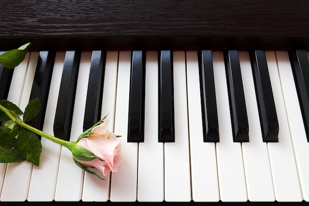 Rose rose sur le clavier de piano.