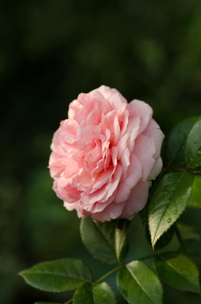 Rose rose dans le champ fleurs plante poussant dans le jardin buisson de roses roses fleurs roses dans le jardin