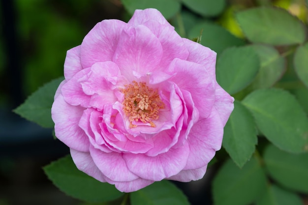 Rose rose dans le jardin verdoyant pour la Saint Valentin