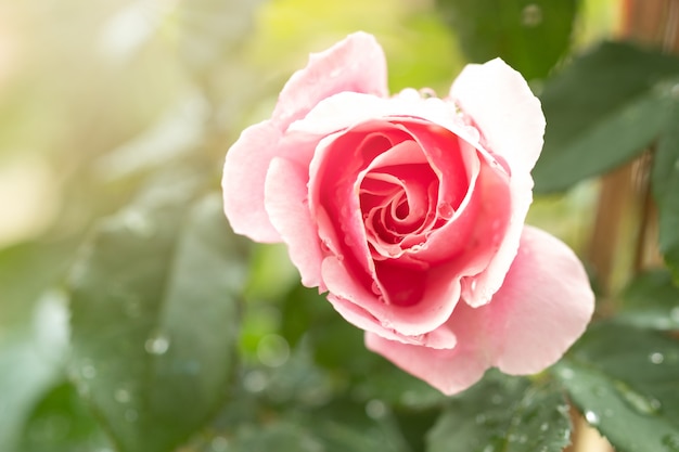 Rose rose dans le jardin vert. Pour la Saint Valentin.