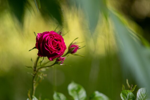 Une rose rose dans le jardin