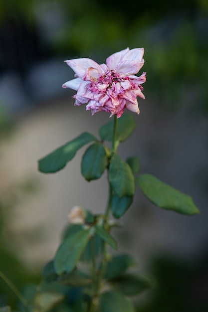 Rose rose dans le jardin