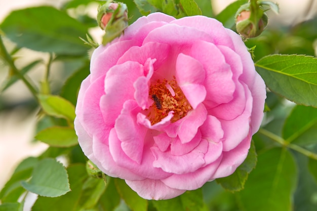 Rose rose dans le jardin