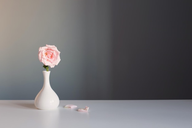 Rose rose dans un vase blanc sur fond gris