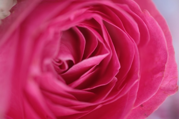 Une rose rose dans un vase blanc.