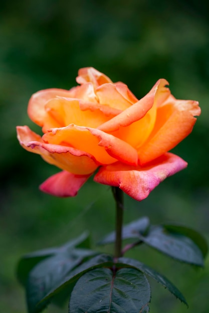 Rose rose délicate sur fond naturel Floriculture plantes de jardin vivaces