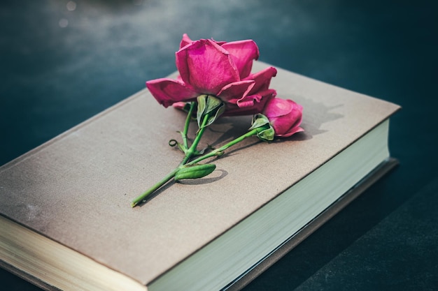 Rose rose sur le dessus d'un livre marron avec fond noirSant Jordi