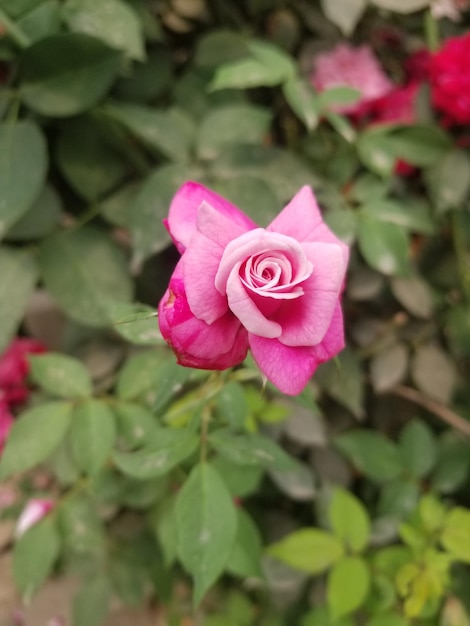 Une rose rose est au milieu d'un jardin.