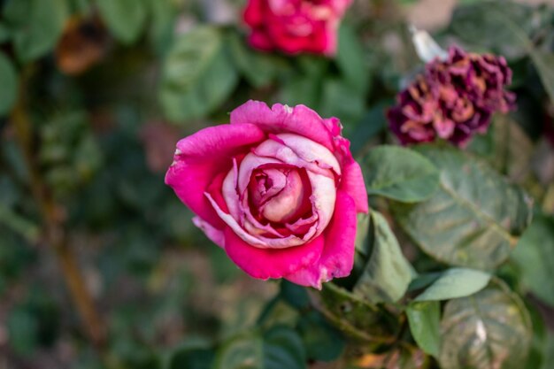 Une rose rose est sur le point d'ouvrir ses pétales