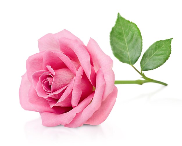 Photo une rose rose avec des feuilles sur un fond blanc isolé
