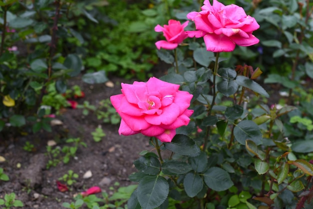 Rose rose avec des feuilles qui poussent en Extrême-Orient russe