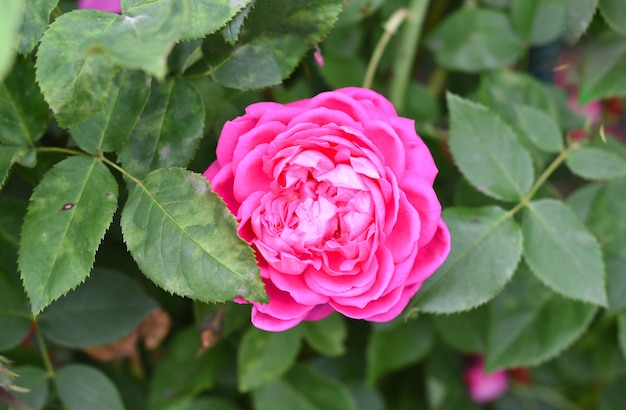 rose rose avec des feuilles