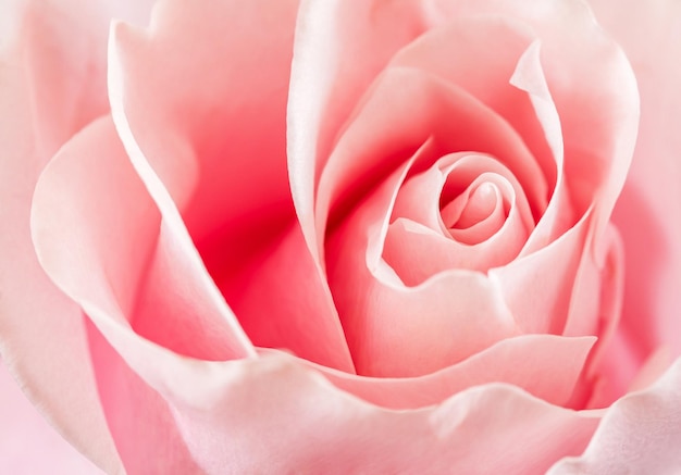 Rose rose fleur pétales ouverts bourgeon gros plan vue de dessus mise au point sélective