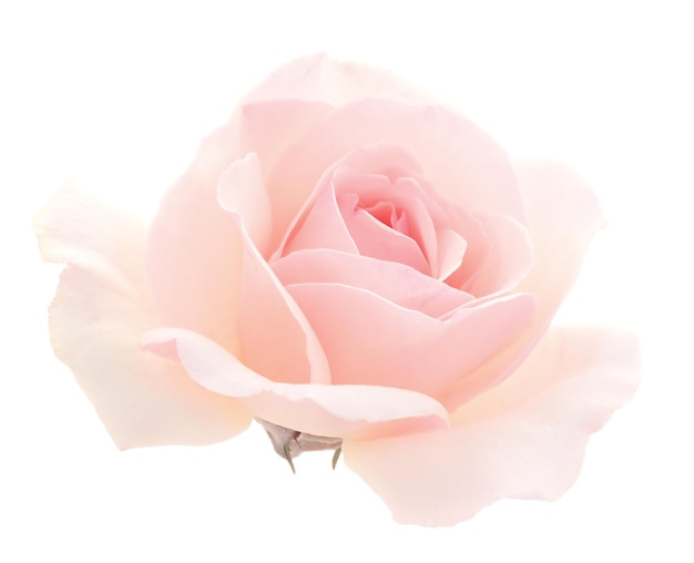 Rose Rose Fleur