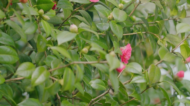 Photo une rose rose fleurit comme une camélia une fleur et des bourgeons fleurissent une camellie rose une camellia rose en fleurs près