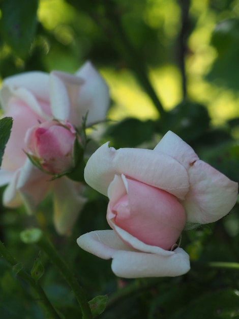 Photo une rose rose fleurit dans le jardin.