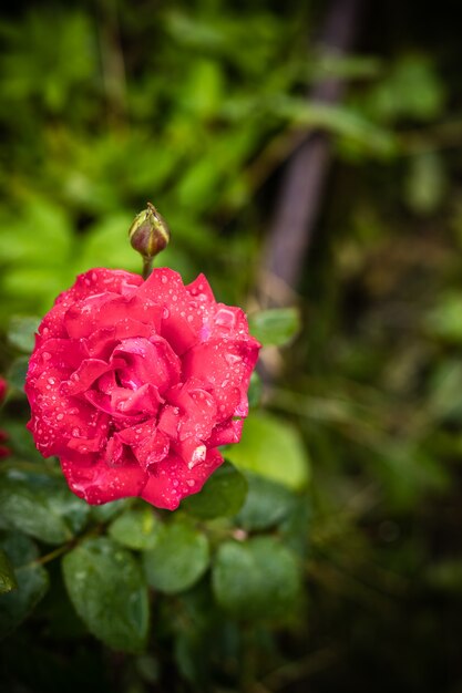 rose rose en fleurs avec des feuilles et des gouttes d'eau dans le jardin