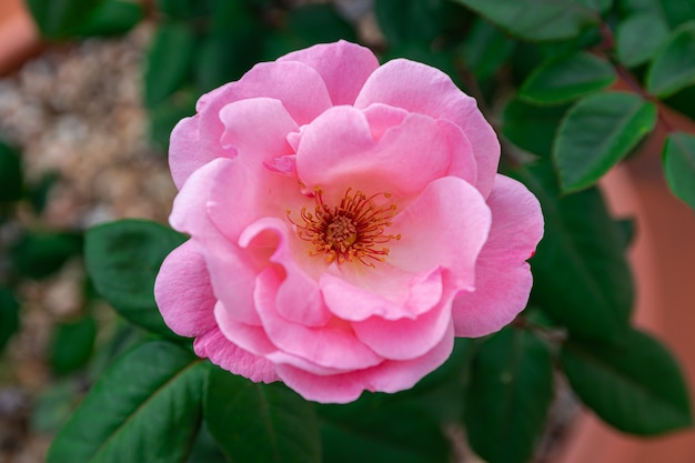 rose rose en fleurs, avec fond de feuilles vertes