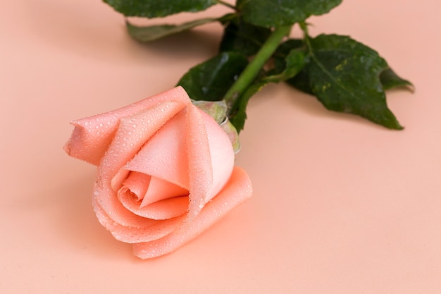 Rose rose sur fond coloré. Isolé