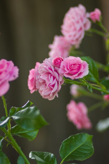 Rose rose sur fond flou Floraison rose rose dans le jardin