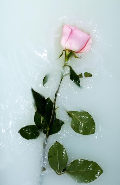 Rose rose fraîche dans l'eau avec du lait et des gouttes