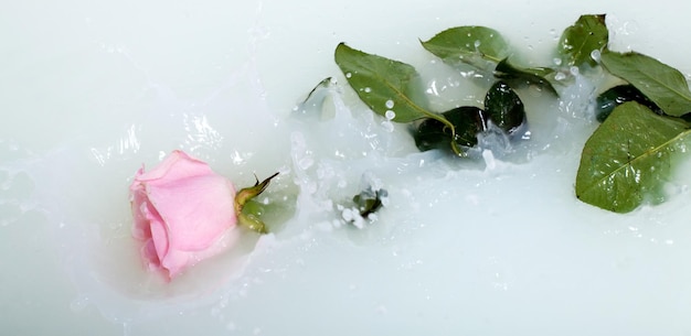 Rose rose fraîche dans l'eau avec du lait et des gouttes