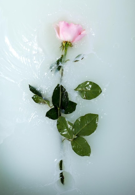 Rose rose fraîche dans l'eau avec du lait et des gouttes