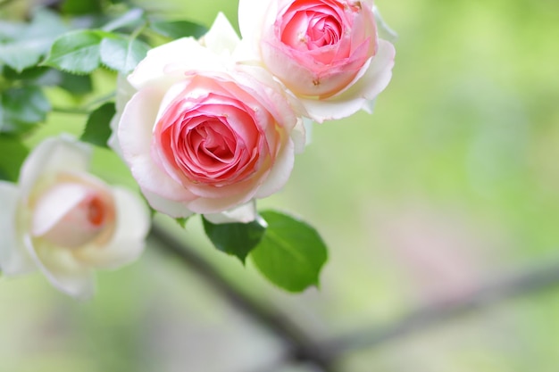 Rose rose fraîche dans un jardin ensoleillé vert Bush de rose rose fond floral d'été Libre d'une fleur rose qui fleurit à l'extérieur