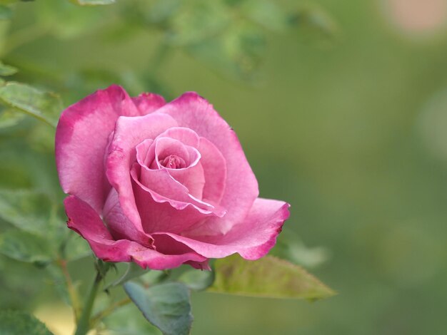 Photo une rose rose fraîche dans le jardin.