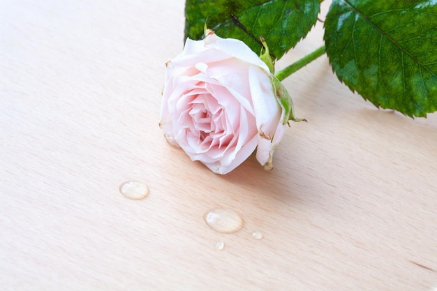 Rose rose et gouttes d'eau sur un fond en bois