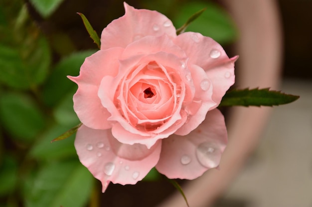 Sur une rose rose gouttes de pluie