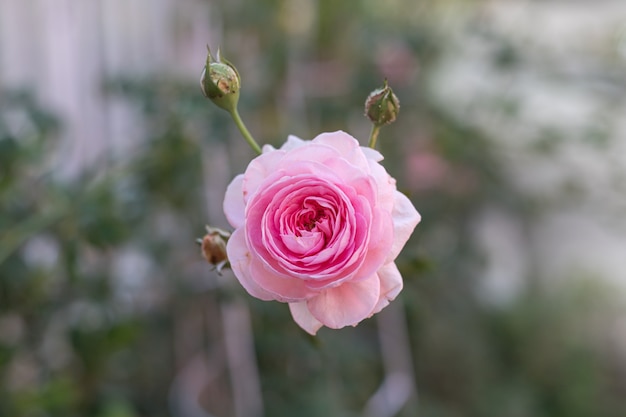 Rose rose gros plan au jardin