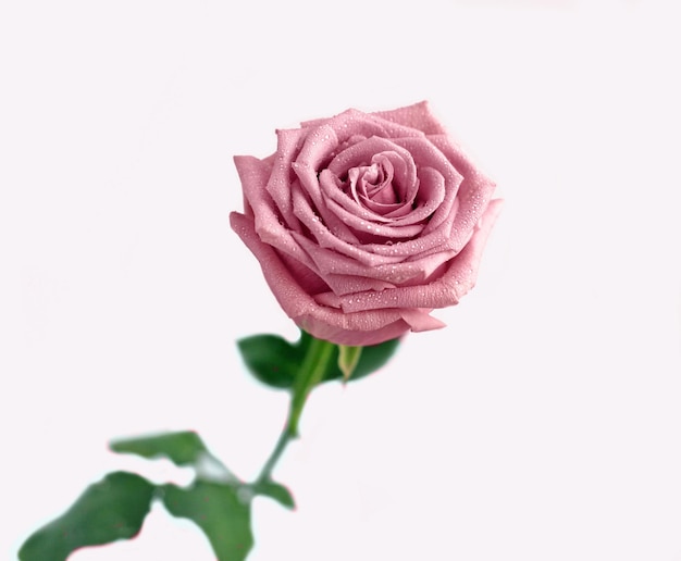 Rose rose isolé sur fond blanc