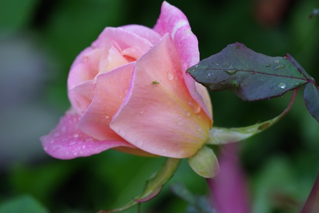 Rose rose isolé sur fond vert