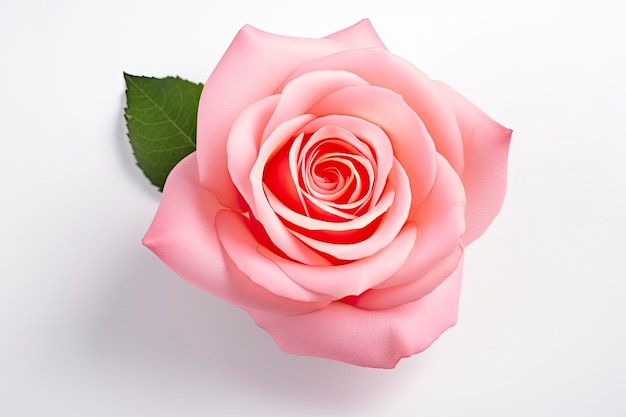 Rose rose isolée sur fond blanc