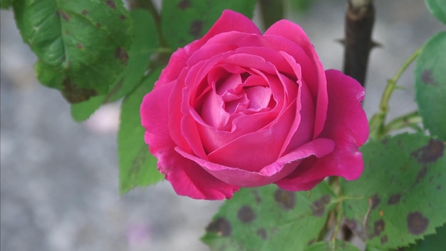 Une rose rose avec le mot " sur le côté ".