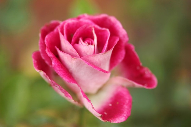 Rose rose parfumée dans le jardin