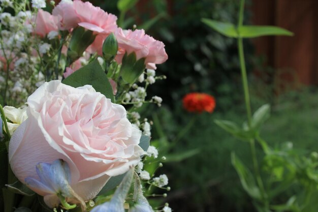 Photo rose rose en plein air à un mariage