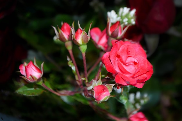 Photo une rose rose en pleine floraison une fleur rose magnifique dans le jardin