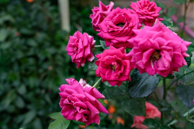 Rose rose romantique dans un jardin d'été