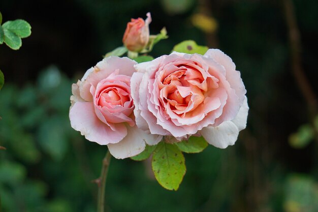 rose rose romantique dans le jardin