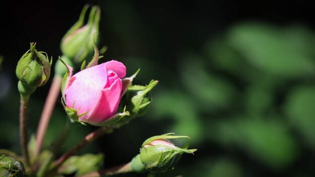 Rose rose tendre et bourgeons sur fond sombre parfaits pour les cartes de voeux pour l'anniversaire de la Saint-Valentin