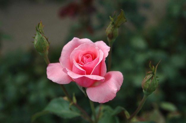 Rose rose à trois boutons.