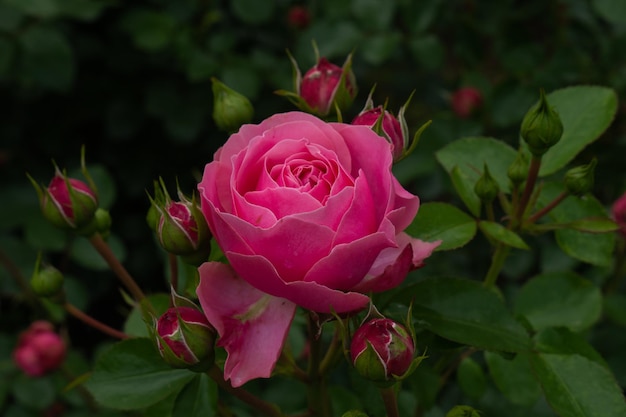 Rose rose unique avec des feuilles sur fond vert. Fleur parfaite. Photo de haute qualité